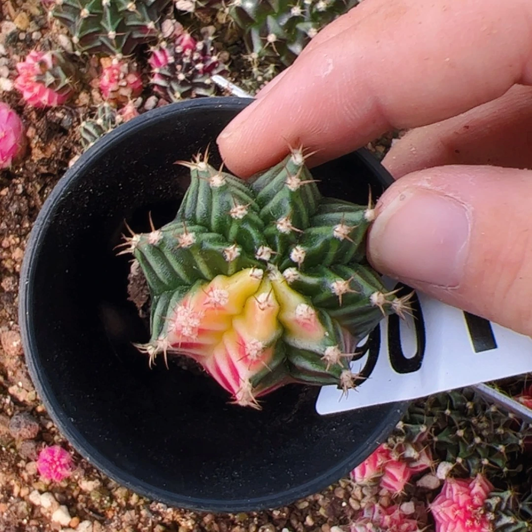 *****当前无花栽培后可以开花901