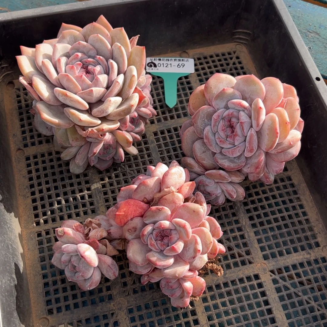 从前慢多肉精选编号0121.69