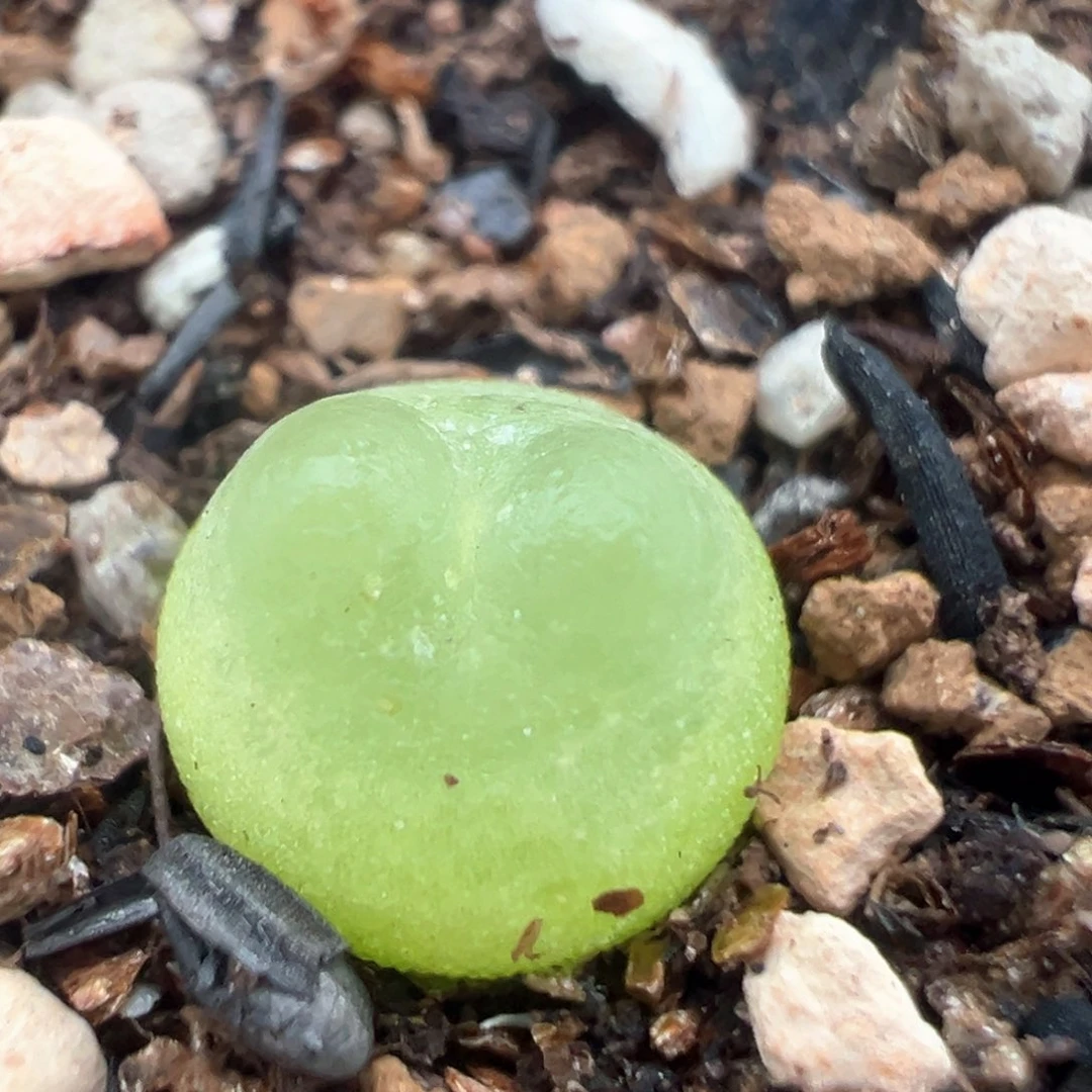 87多肉植物百科拉登