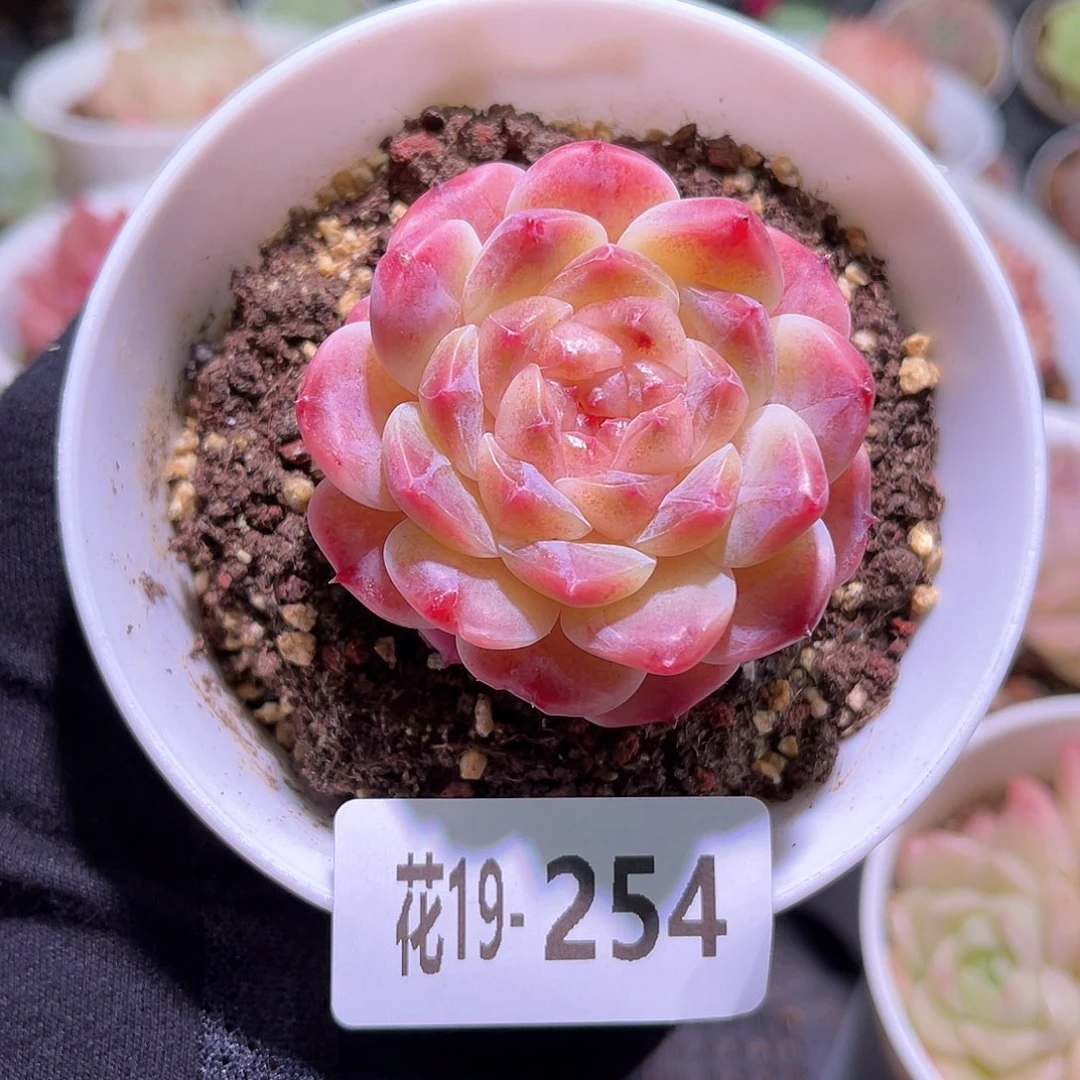 花利美19-254秘境冰魄