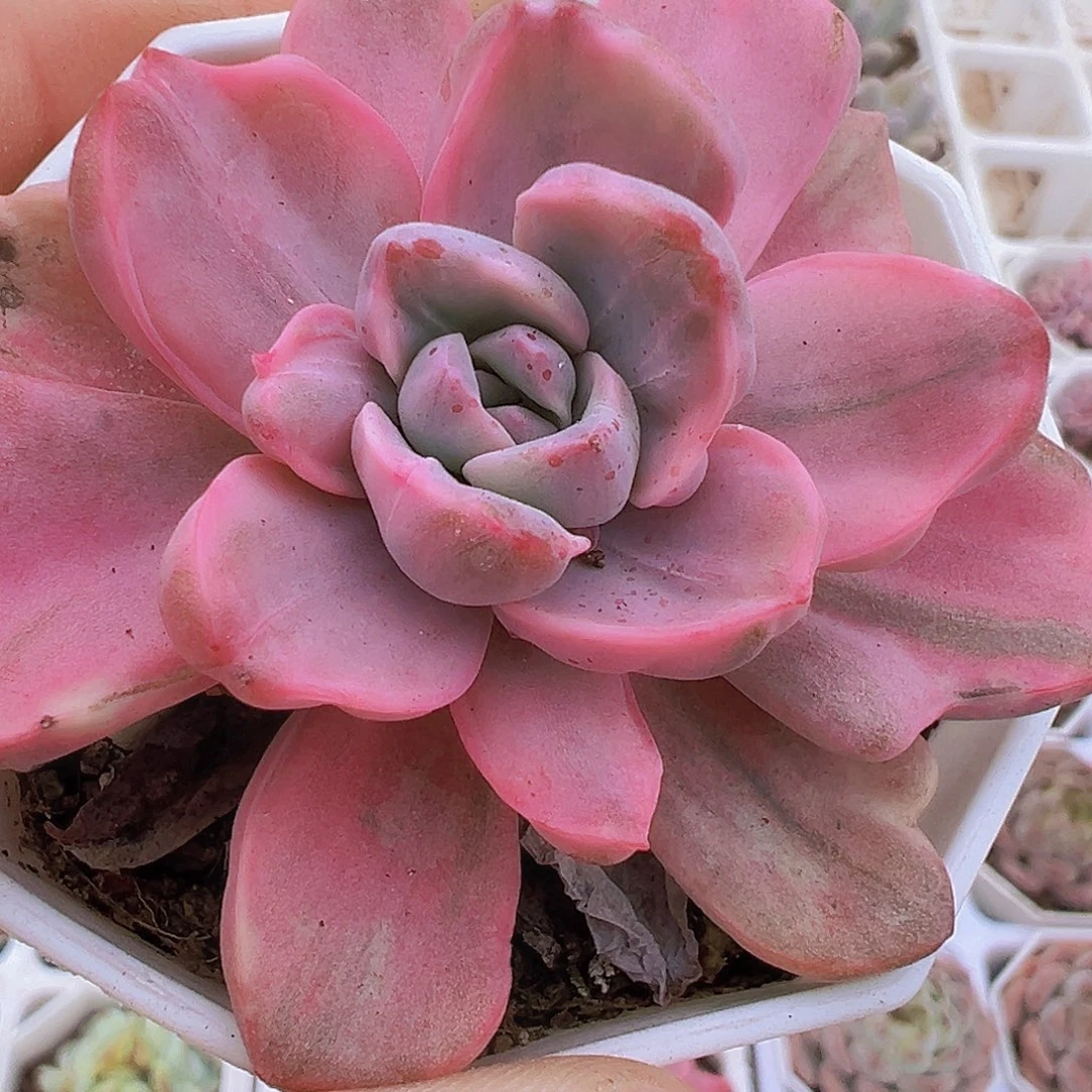 彩虹糖锦19包邮多肉