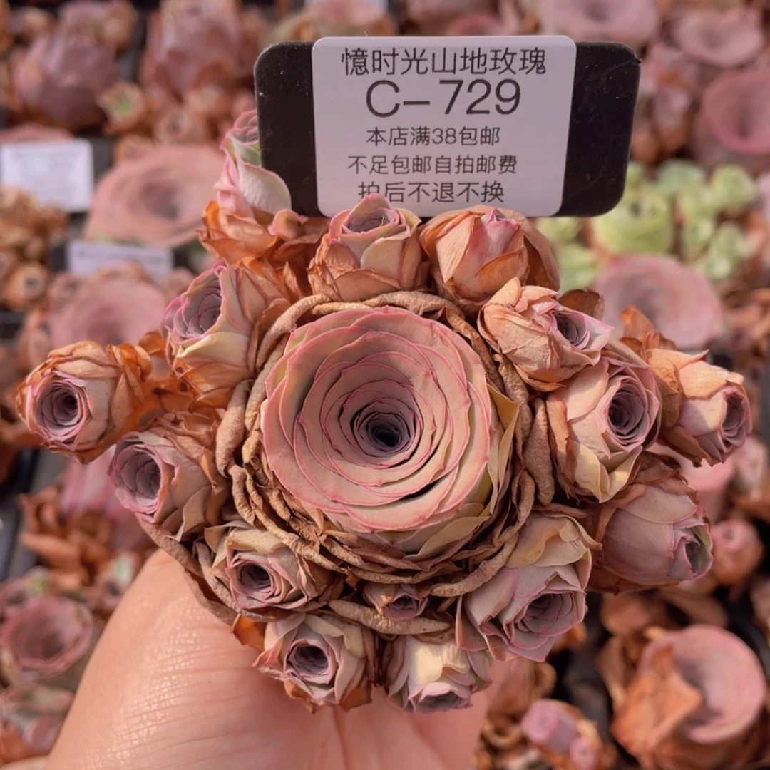 山地玫瑰C729裸根发货断枝不包损不售后