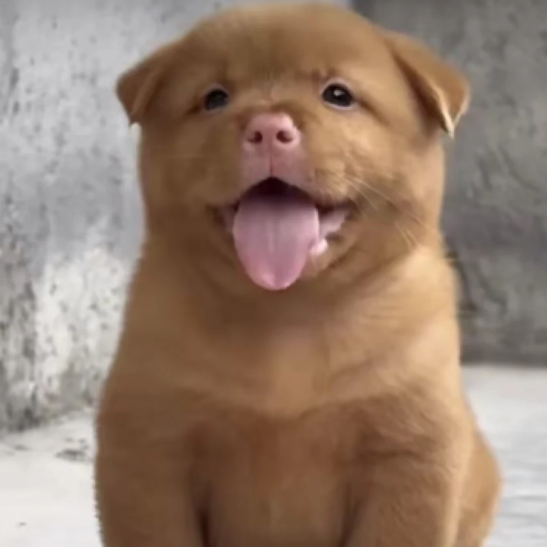 田园犬黄狗白面五黑