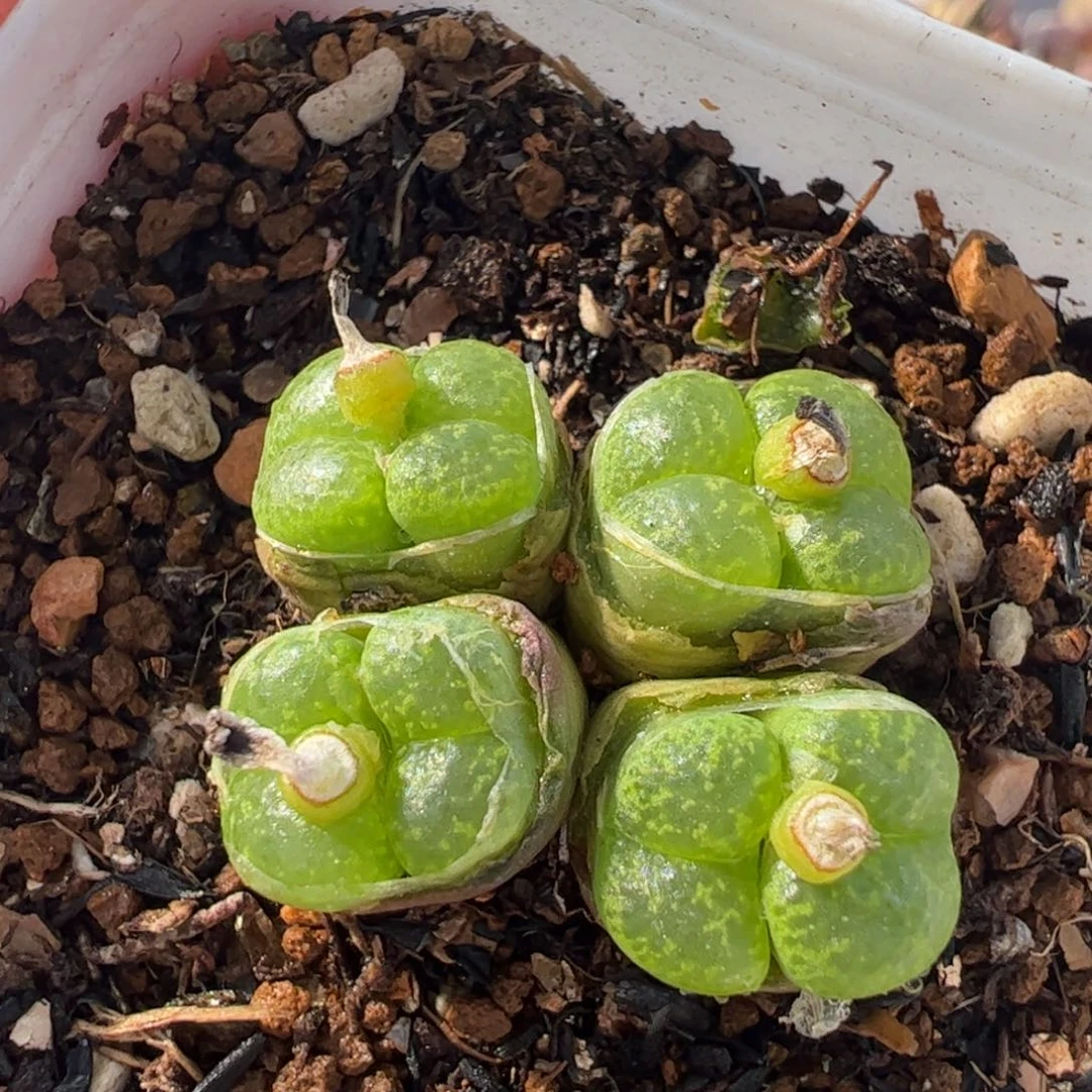 158多肉植物组合