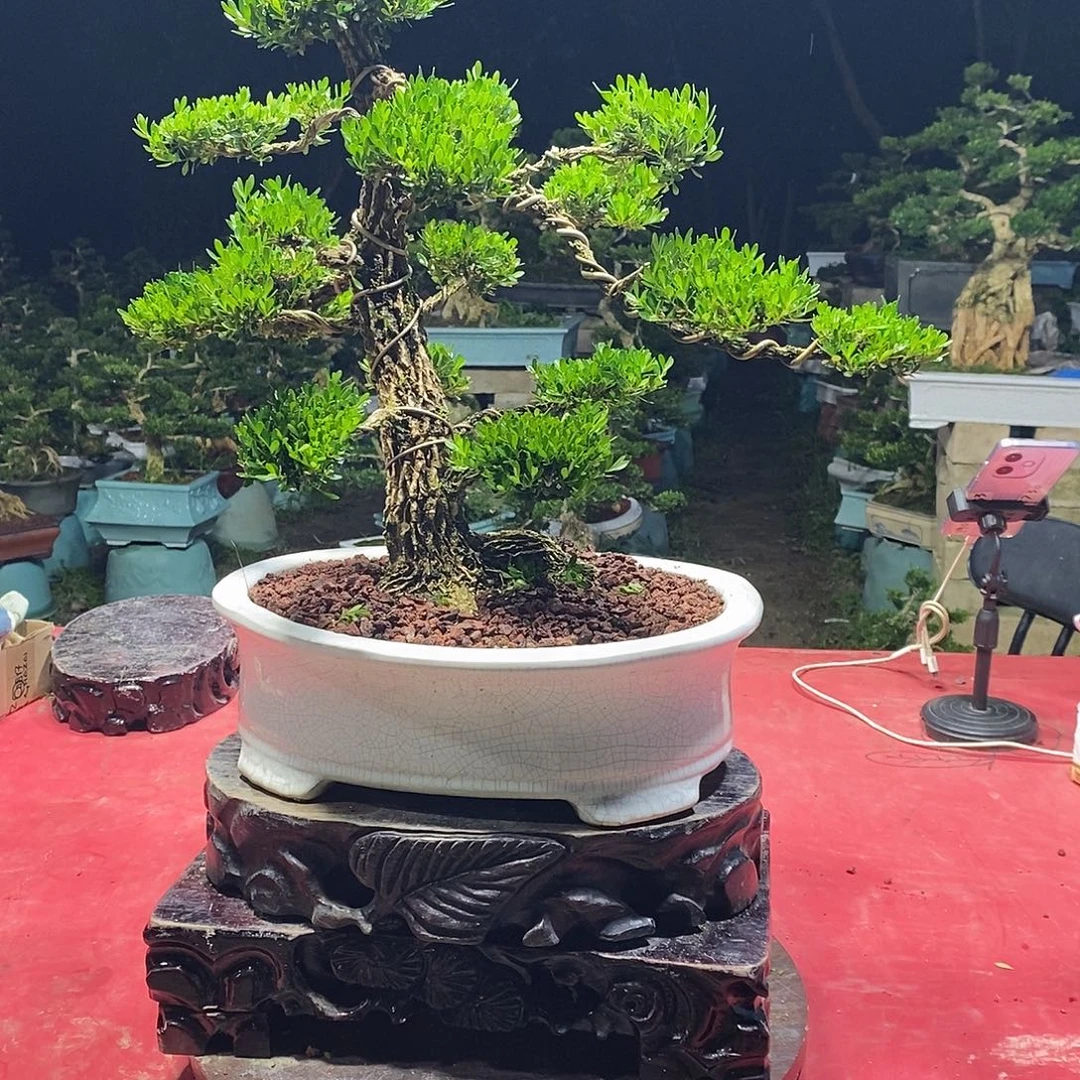 完全开放广东黄杨盆景