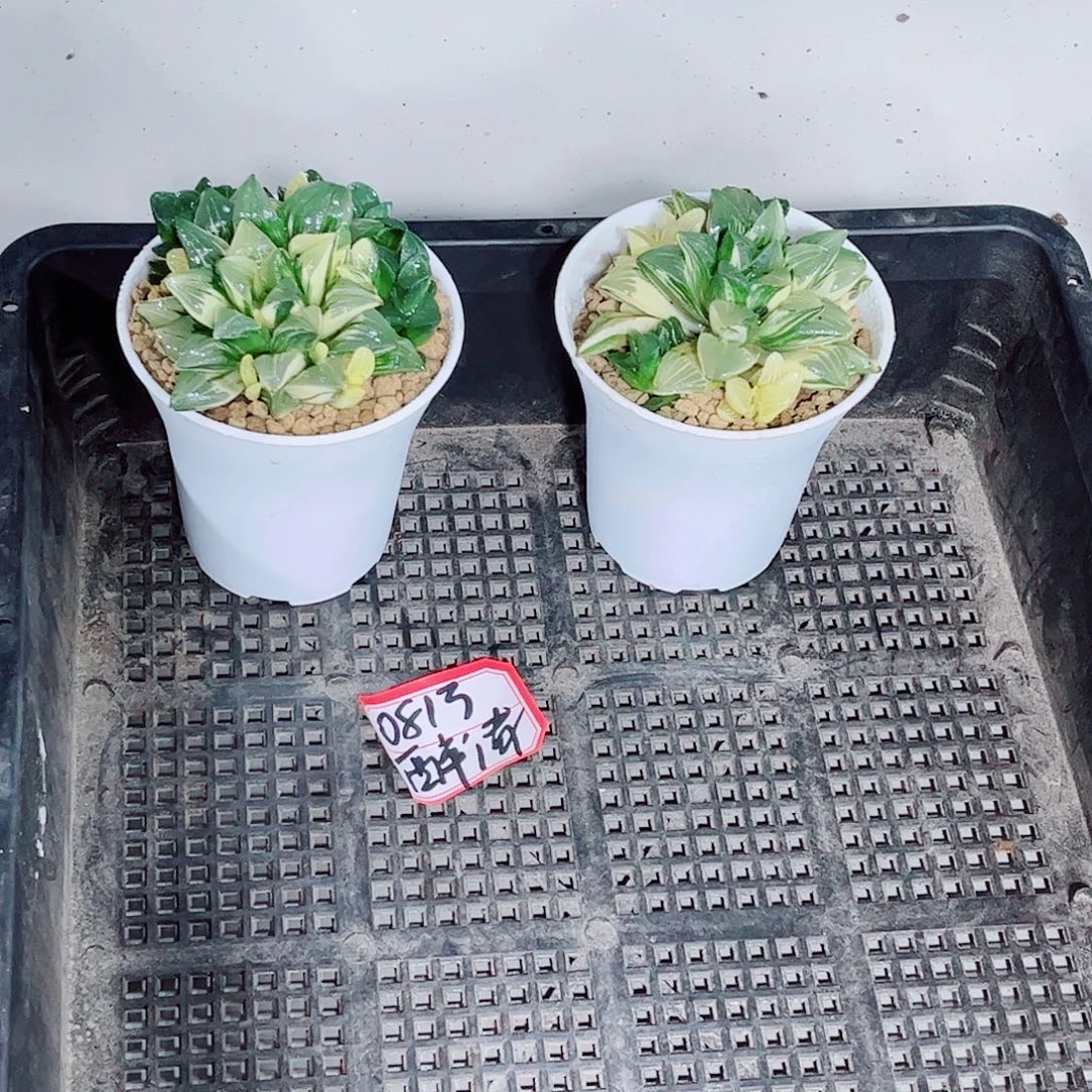 姬寿锦玉露多肉植物