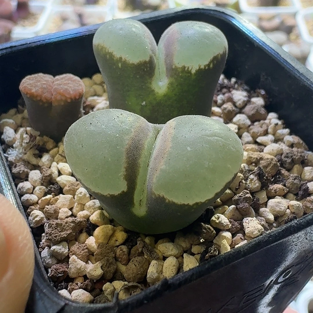 66号双头粉女杂一物一拍2 2.1