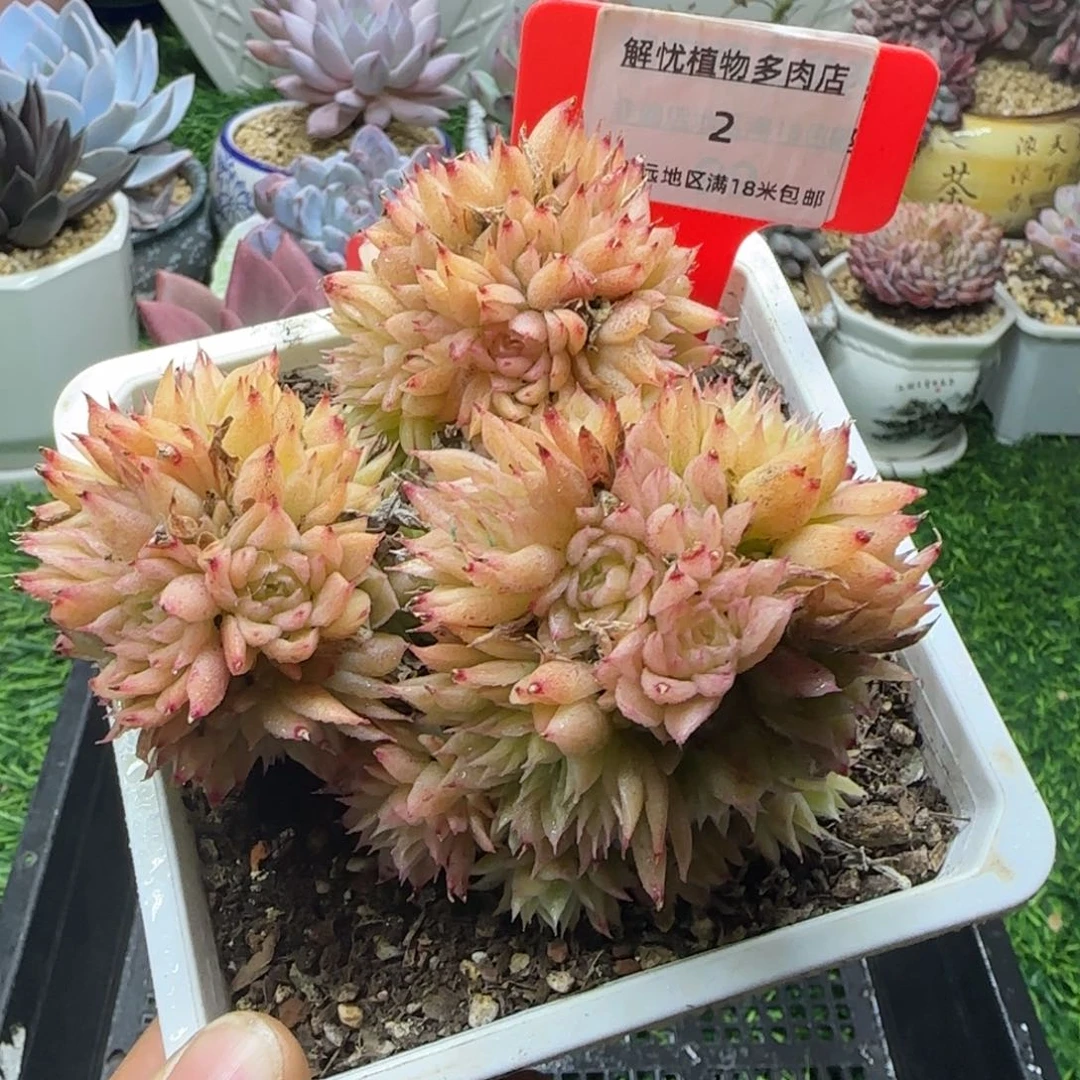 解忧多肉植物编号2