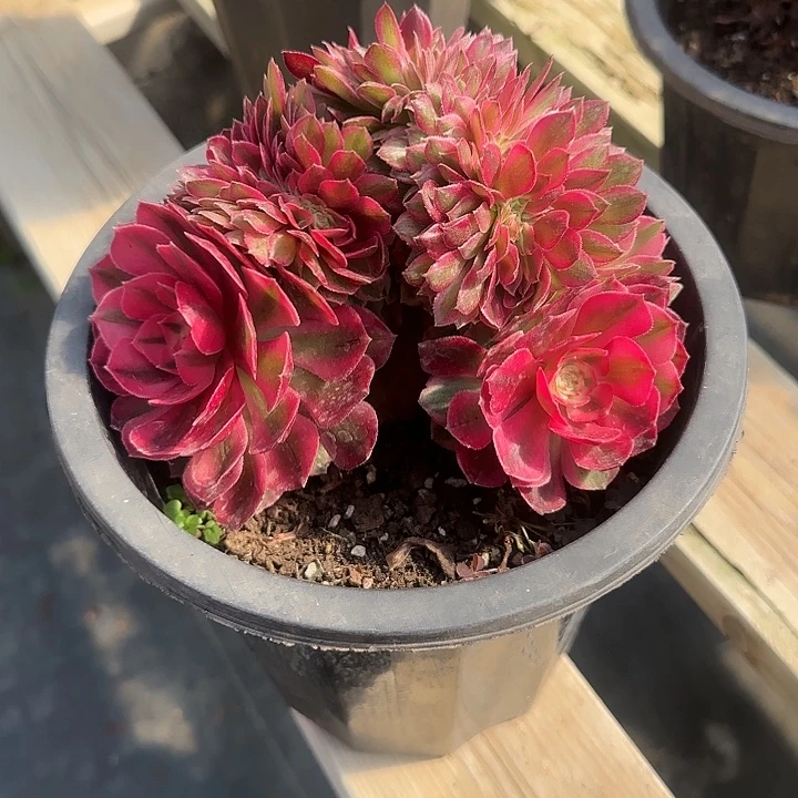 法师多肉植物小缀荔枝