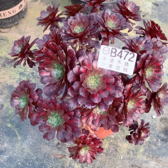 多肉植物中班472