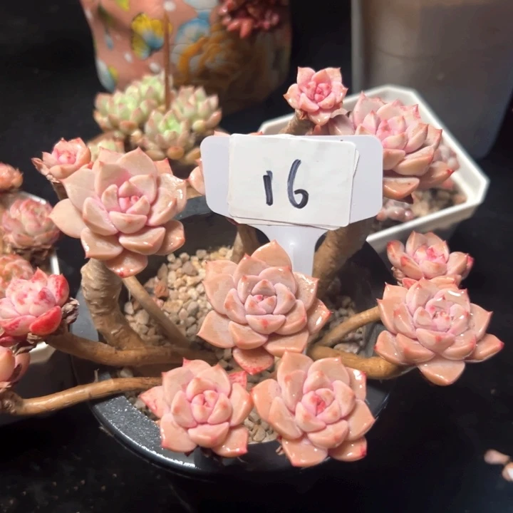 16号精品红粉。