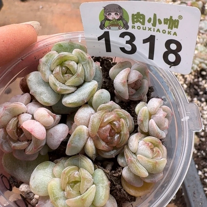 多肉植物多肉植物