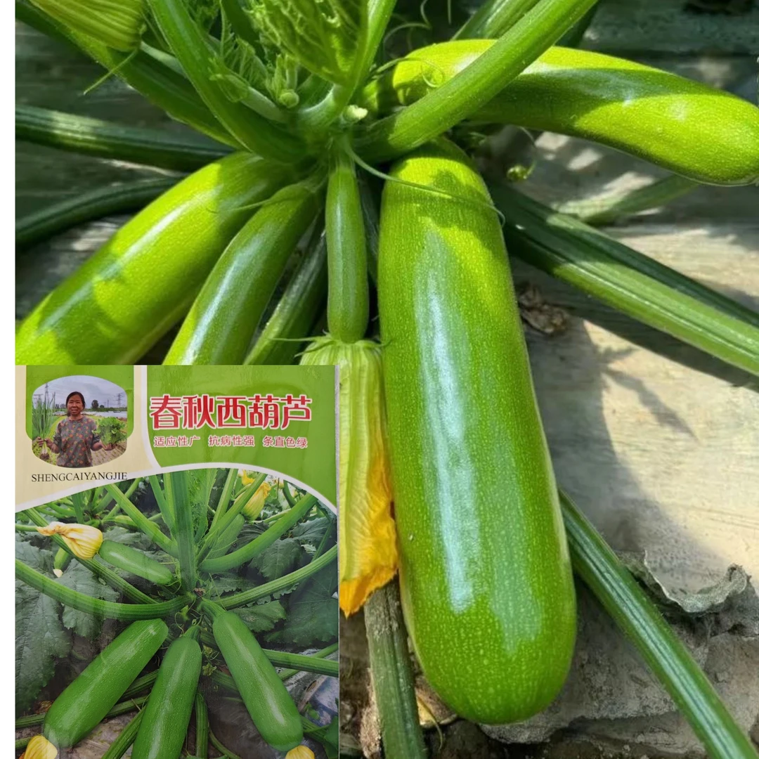 高产西葫芦种子春秋易种家庭阳台盆栽四季蔬菜种子葫芦瓜种子