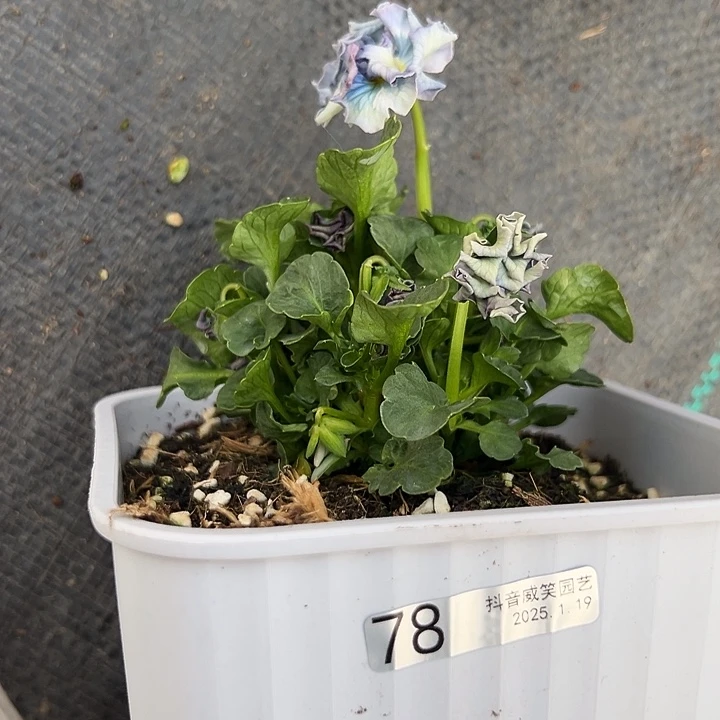 红陶抖音直播闪拍78