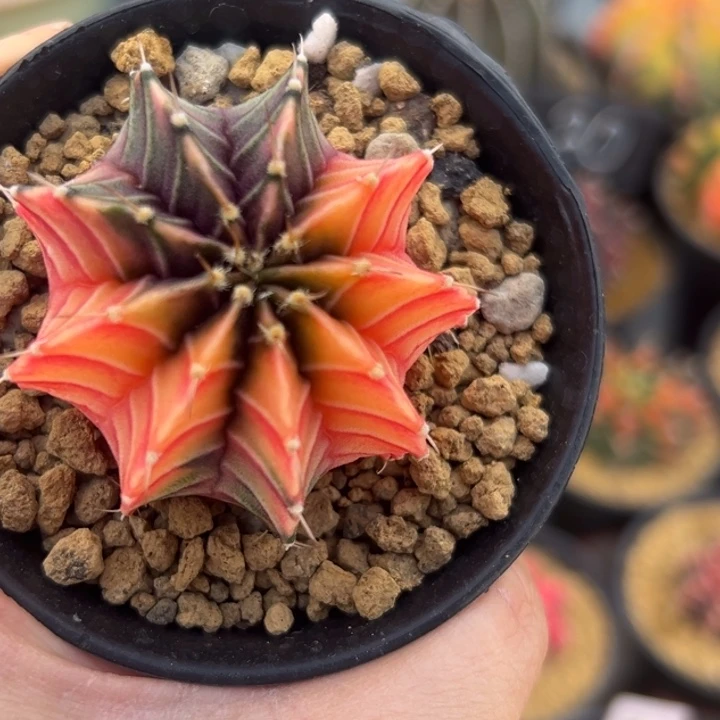 泰国米哈仙人球02