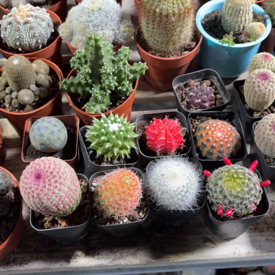 仙人球单头5㎝盆7颗一组特价