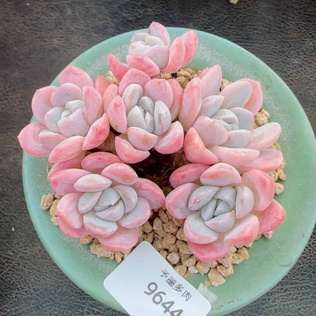 长杆粉胖虎，9644多肉植物