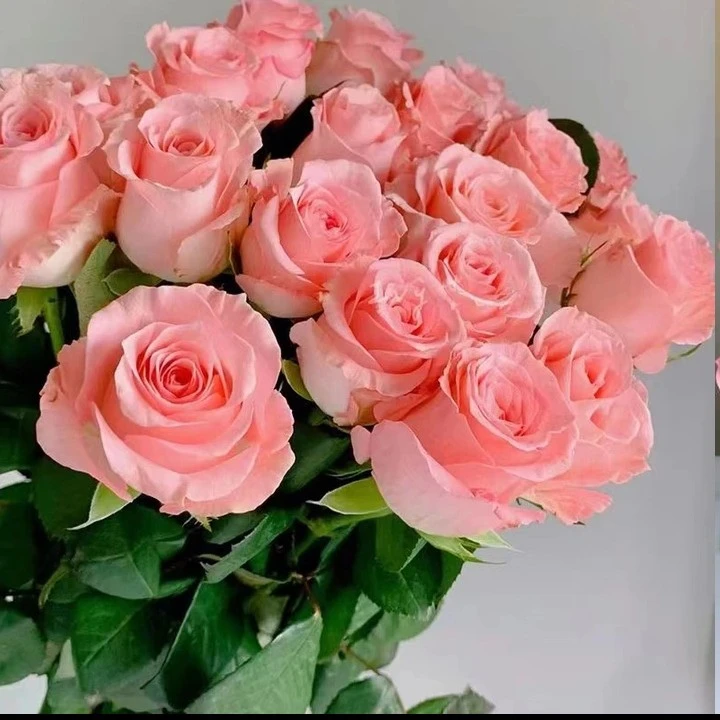 戴安娜月季花苗大花鲜花家庭粉色玫瑰花室内阳台四季盆栽花卉绿植