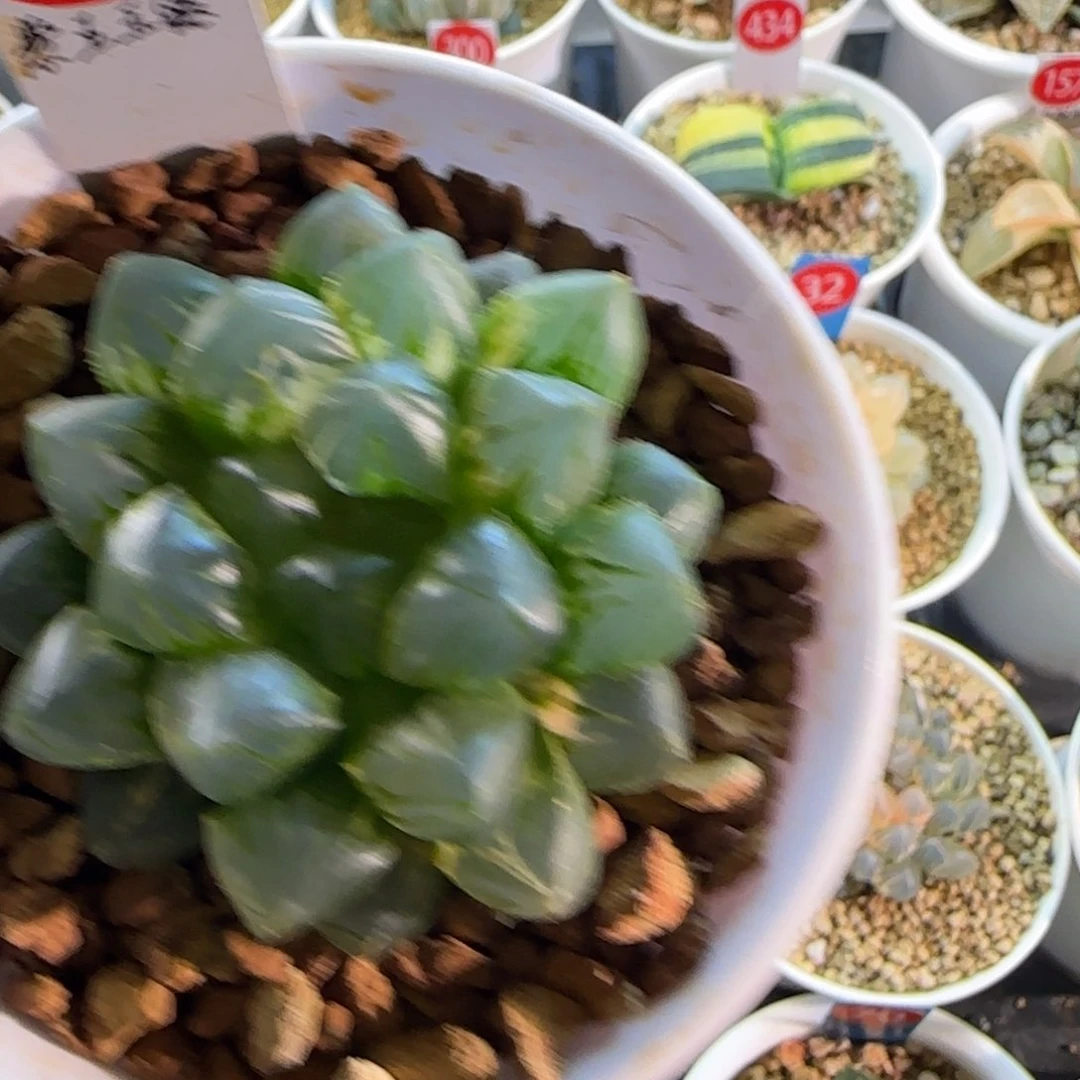 326紫王锦 6 厘米左右一物一拍带盆