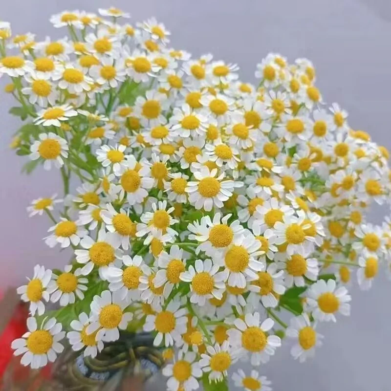 云南昆明基地直发洋甘菊鲜花花束家用水养花小雏菊插花生日花束
