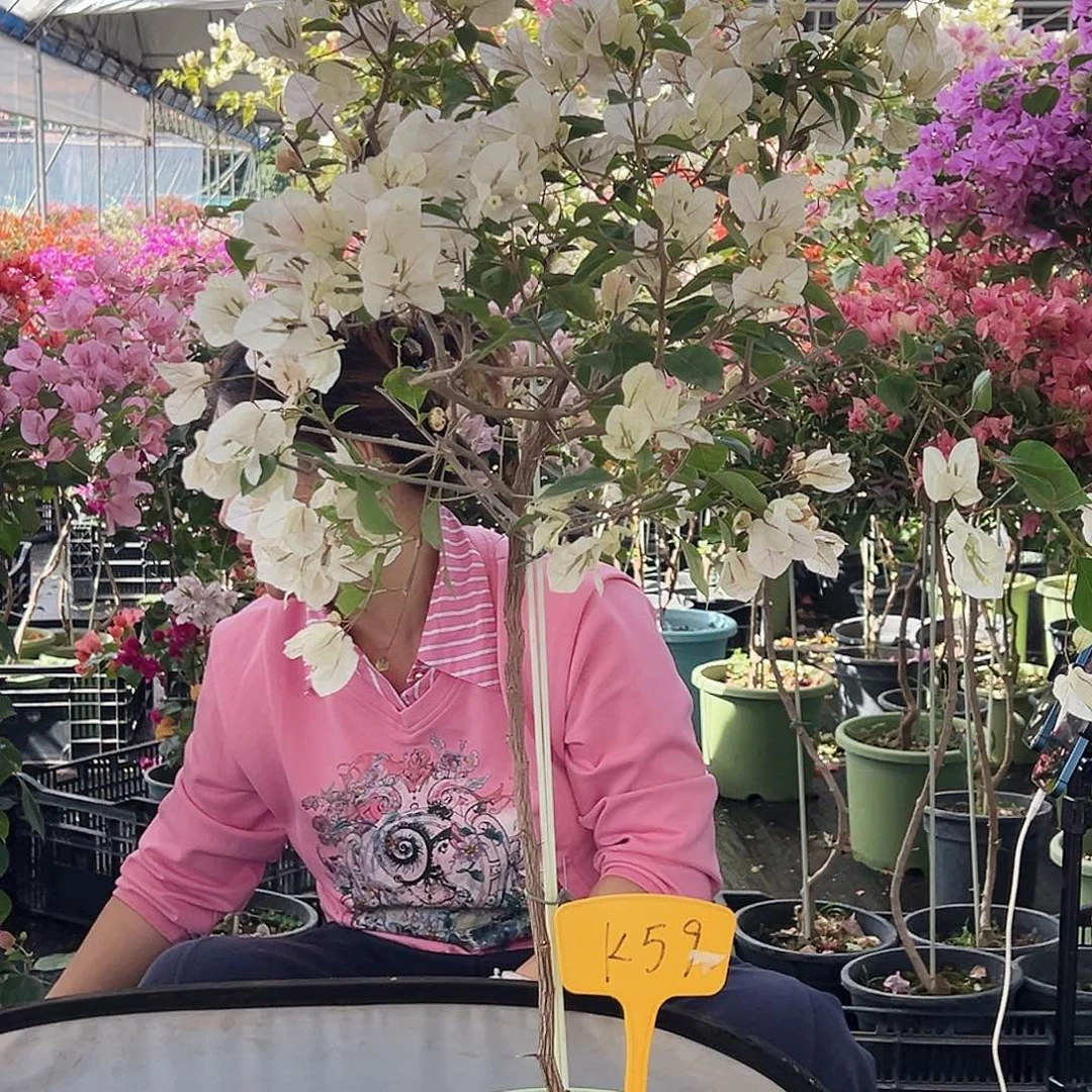 糖****大部分花苞少量开放K59漳红樱