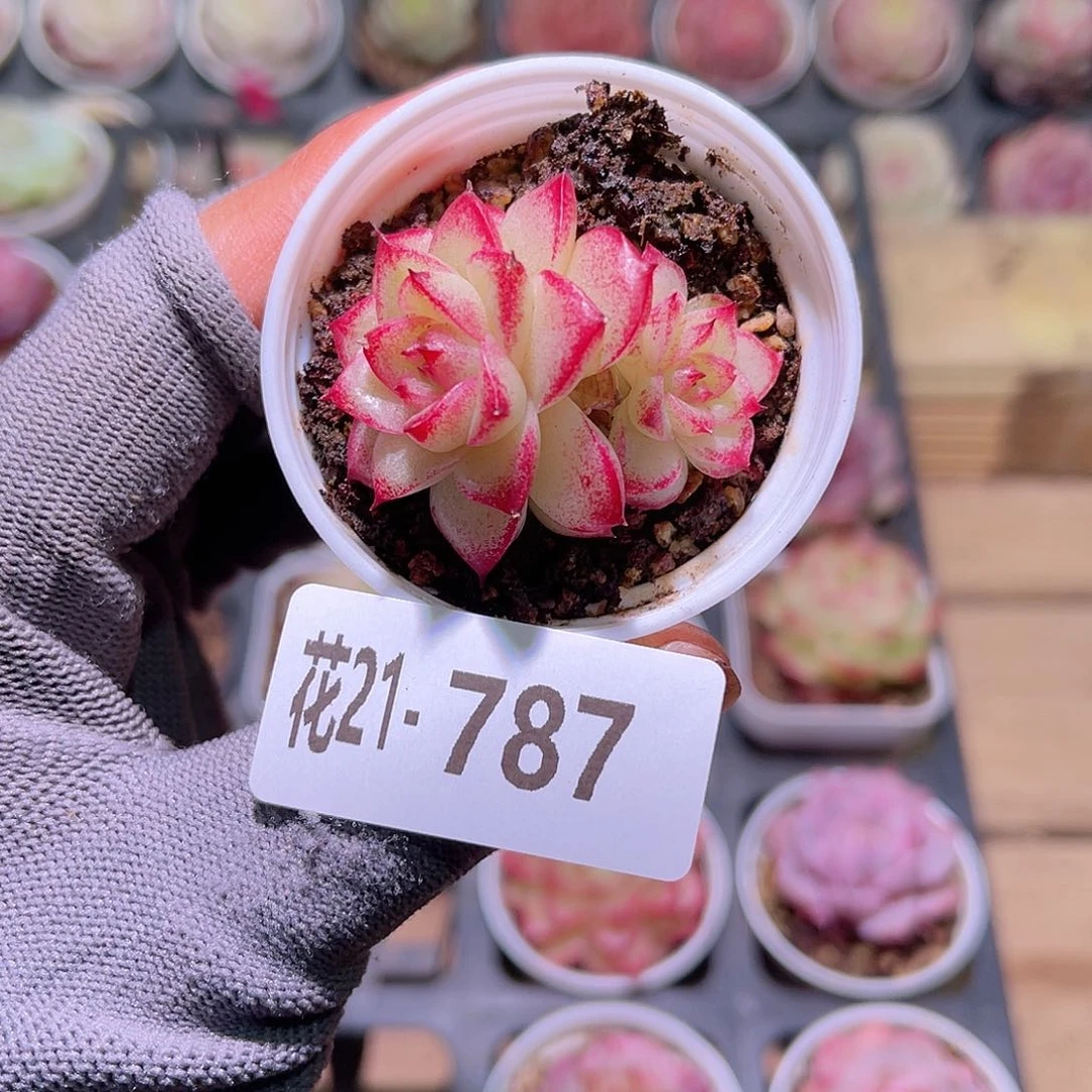 花21-787麦秆双头