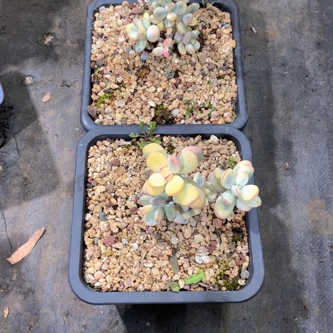 云***福娘锦多肉植物老桩
