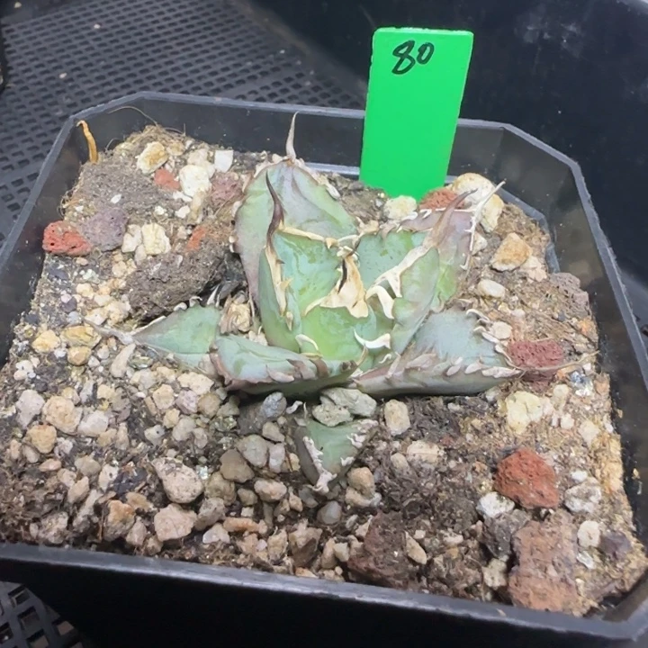 龙舌兰仁王冠优选二代顶芽