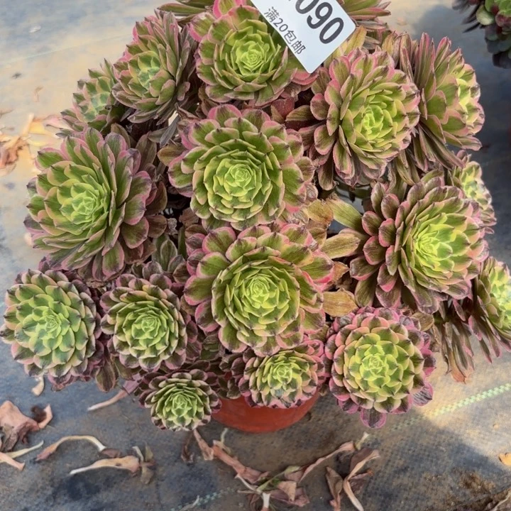 瑞妈多肉园艺090