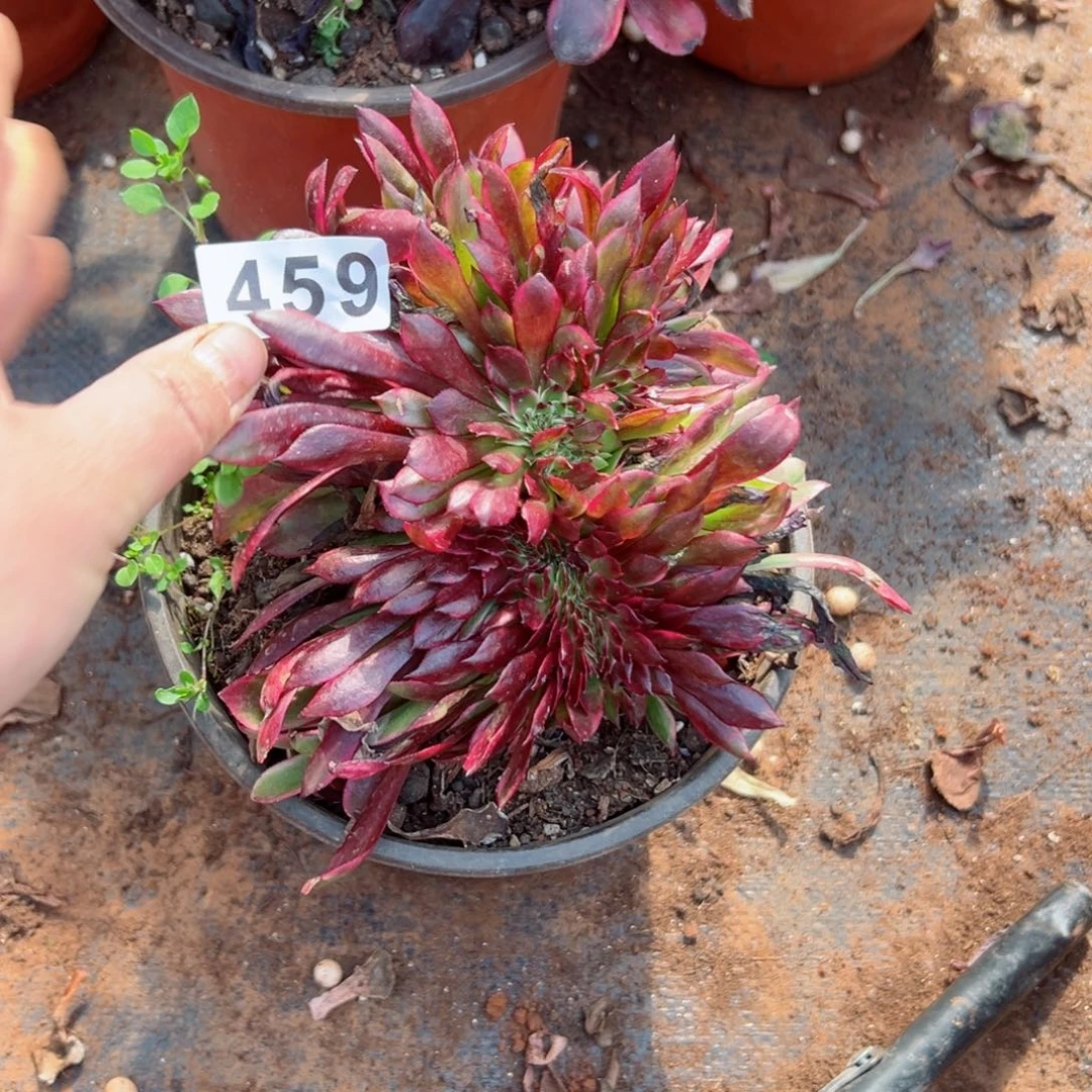 459 号多肉法师植物