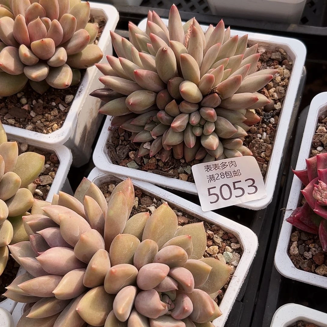 9号?**?我们的确是一个5053