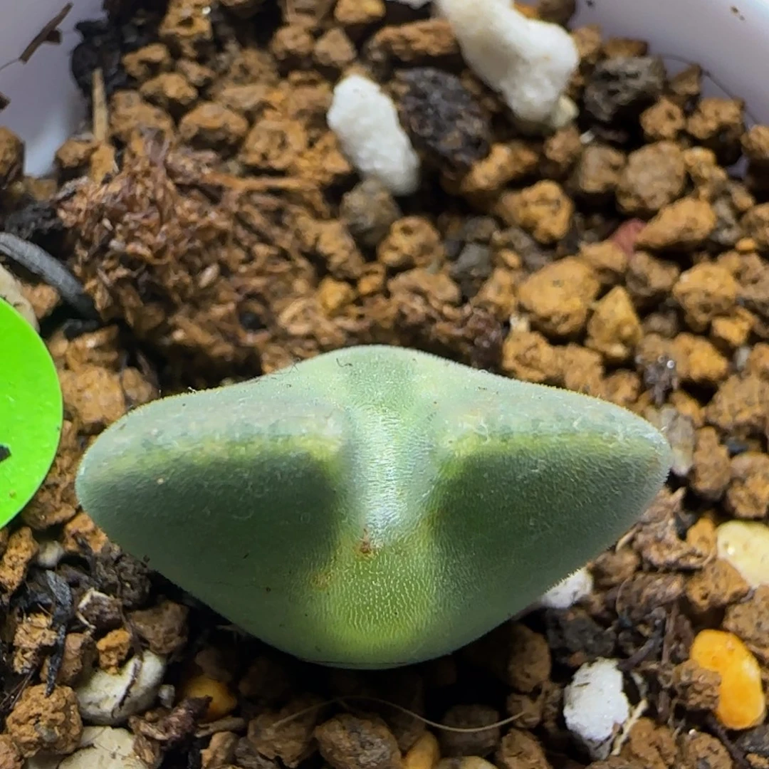 大眼睛空蝉1.8多肉植物934