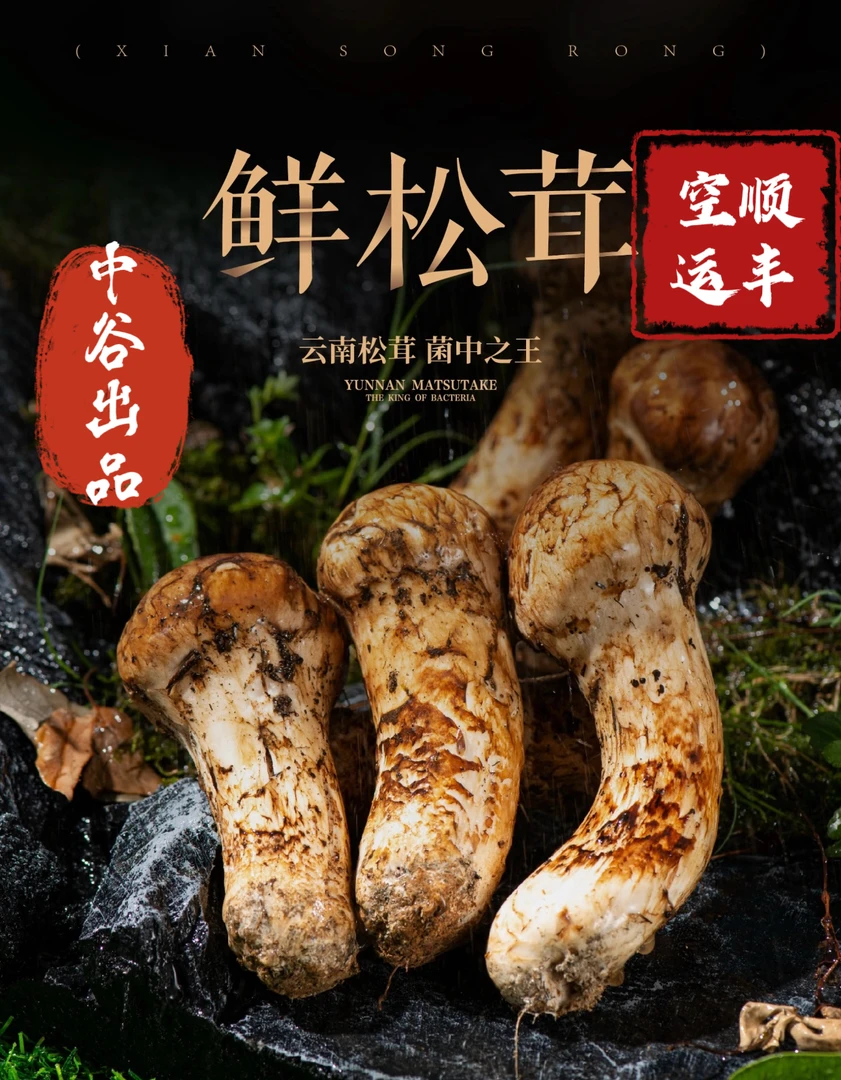 【顺丰空运】全规格松茸鸡枞菌七彩菌鹿茸菇羊肚菌干巴菌见手青
