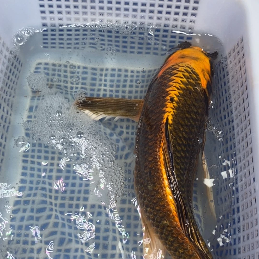 锦鲤冷水锦鲤包邮