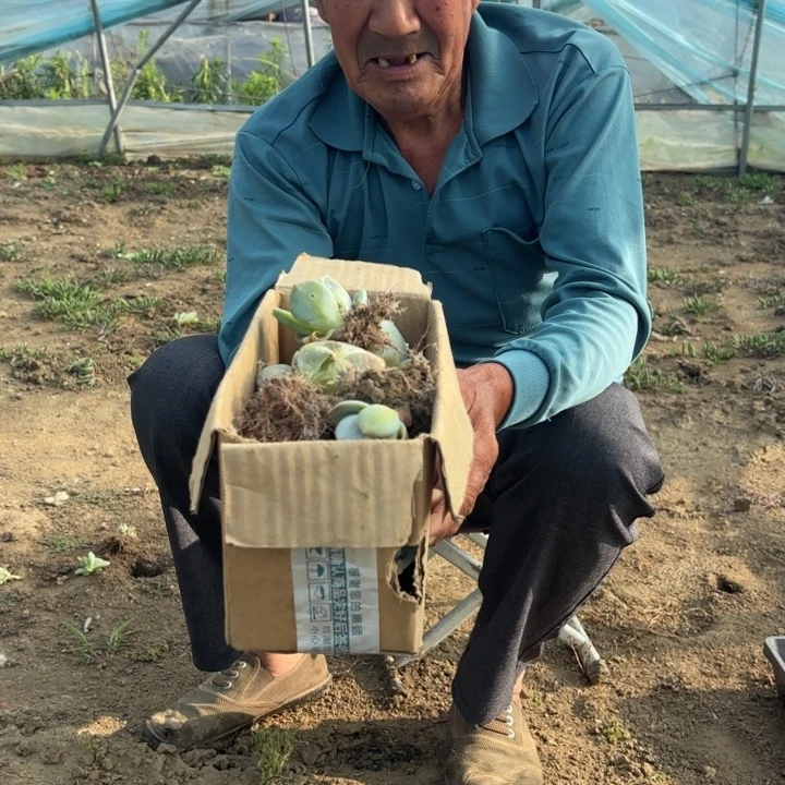 白凤一箱子包邮多肉植物