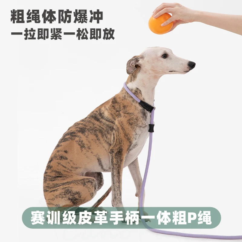 赛级防爆冲一体加粗狗P链牵引绳 适合小狗中大型犬遛狗训练外出
