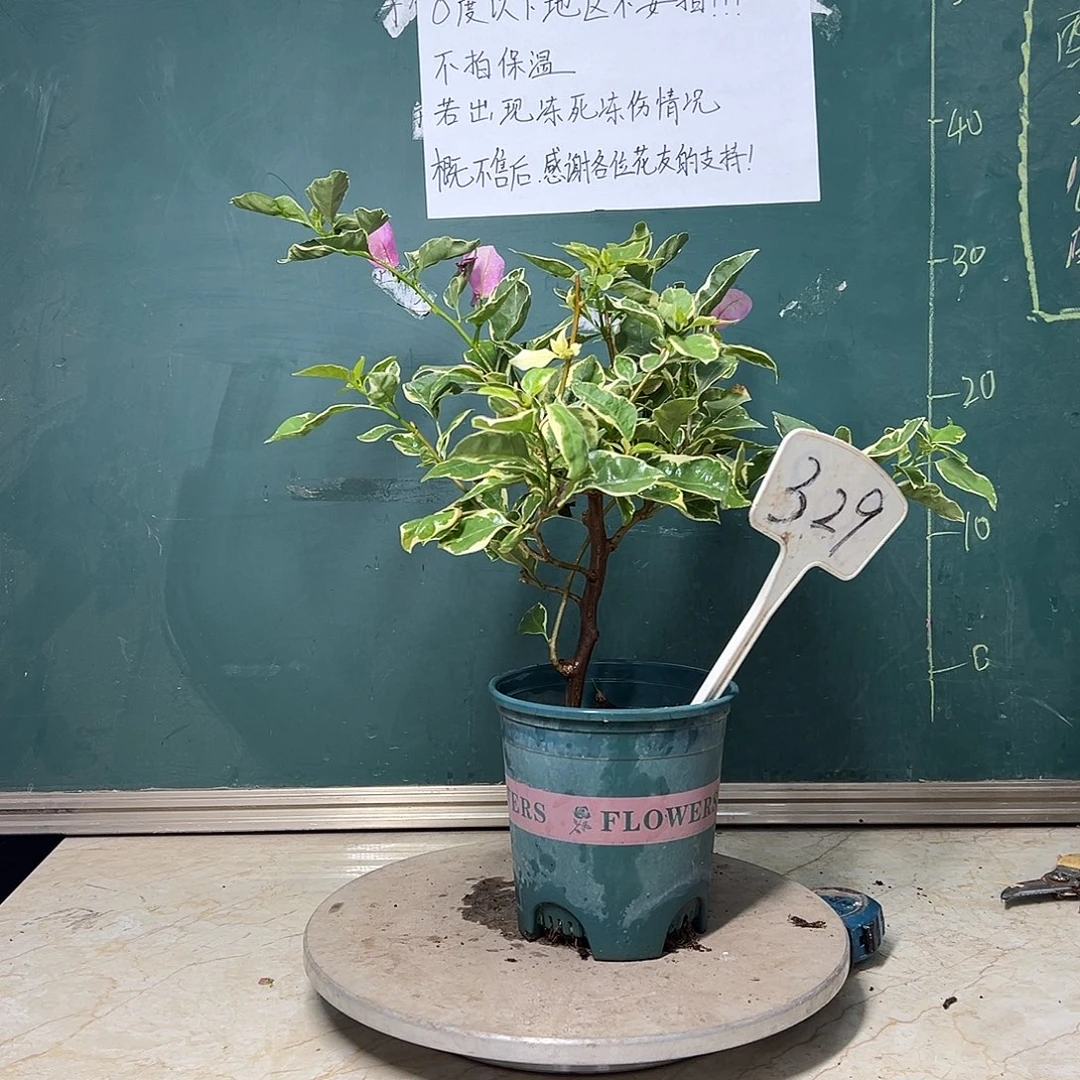 完全开放  小斑叶丽人 329