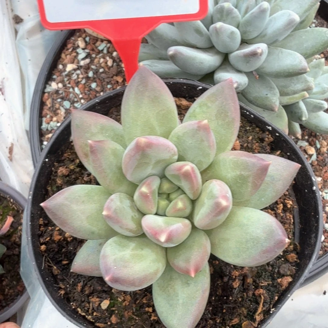 郁金香多肉植物711
