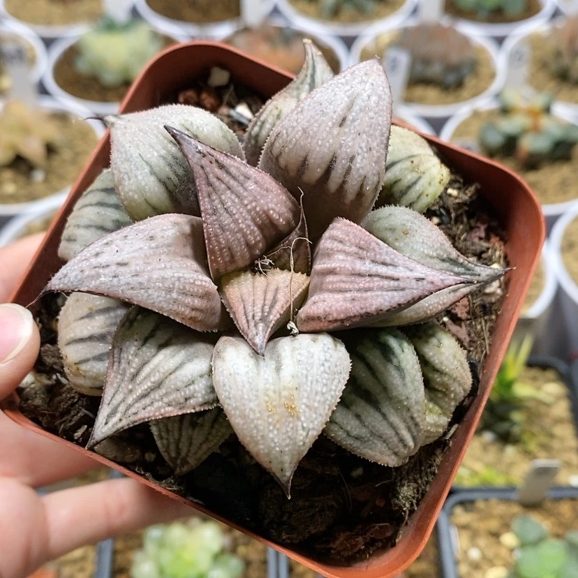 【闪购商品】99皇妃