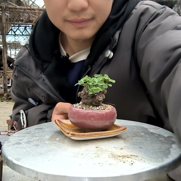 茹小盆景小植物一物一拍199