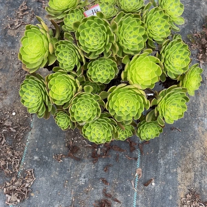 14雨荷多肉植物法师