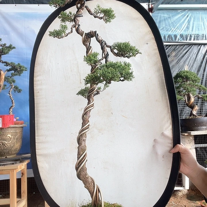 济州真柏盆景老桩