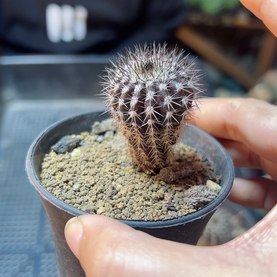 实生紫皮尤伯球2公分