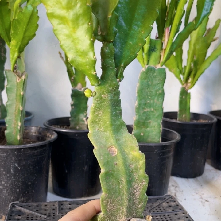 当前无花栽培后可以开花117