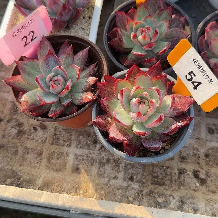 家***万22、54、76 惊鸿仙子7-9cm