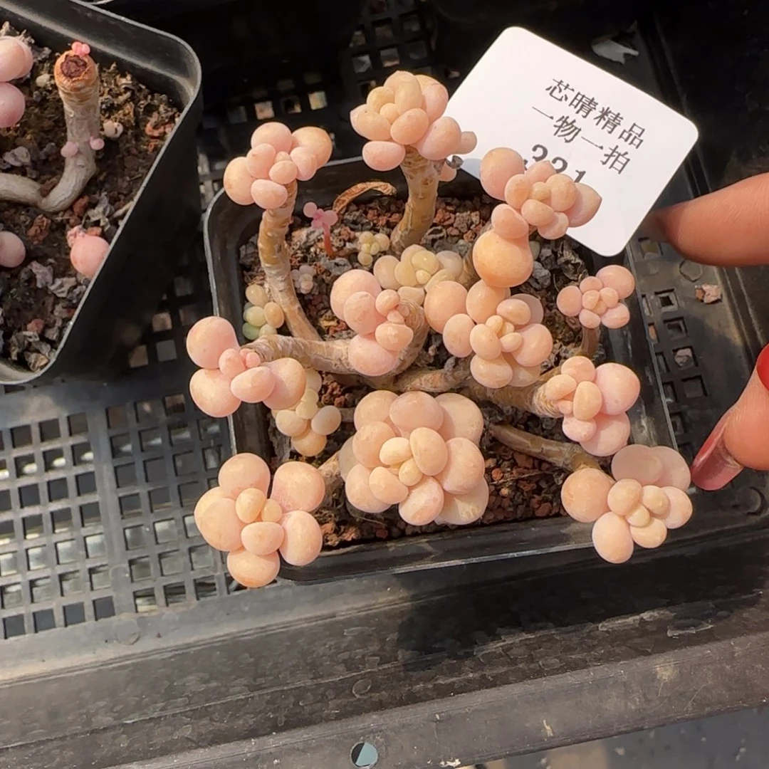 闪购精品多肉331号