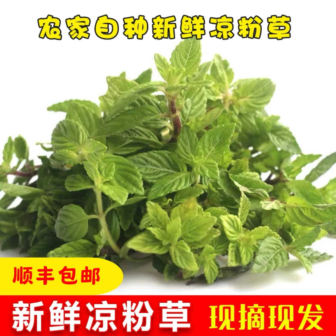【顺丰包邮】现摘现发新鲜绿凉粉草烧仙草1/2/3/5/9斤
