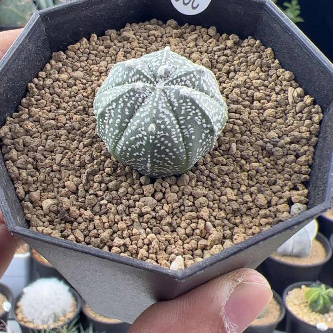 鸾凤兜实生2.6一物一拍