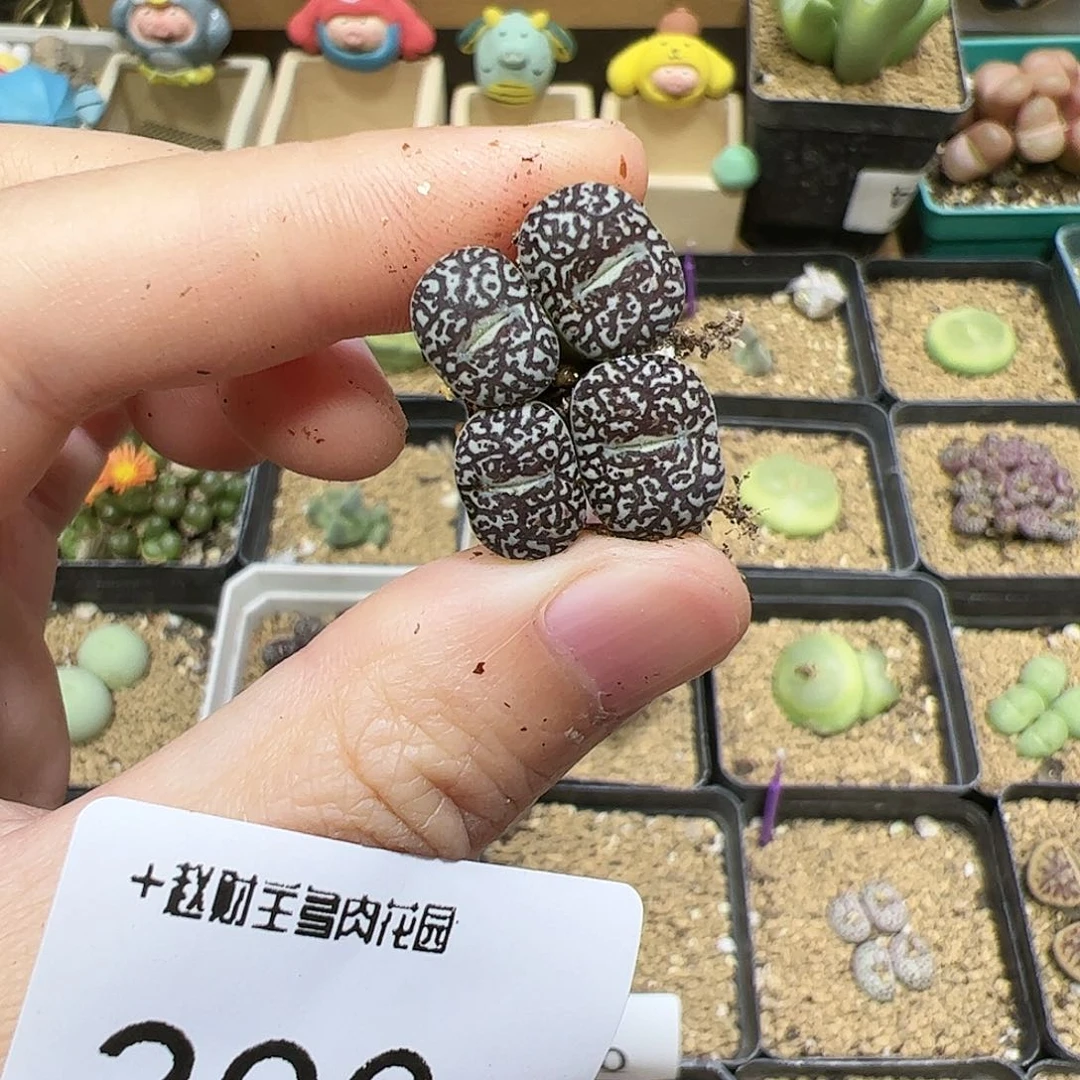 【闪购商品】392 超墨