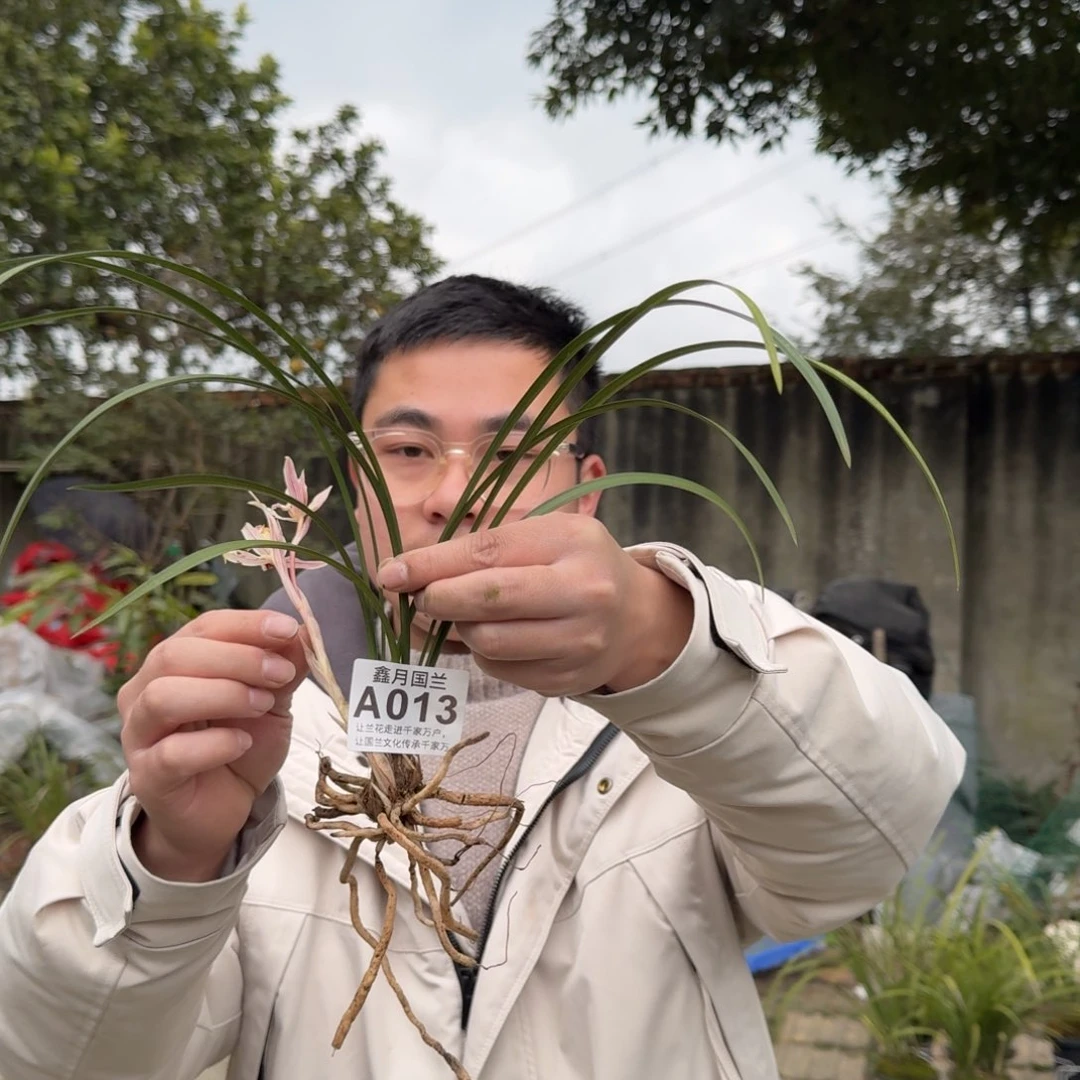 a 013兰花兰花兰花兰花